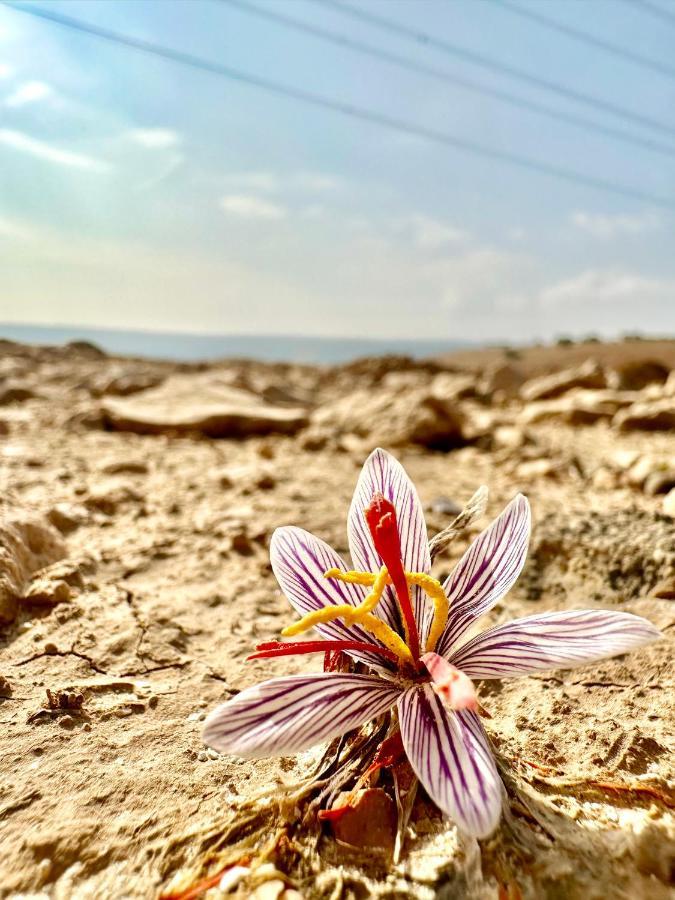 Wadi Al-Wala View Camp Hotel Madaba Ngoại thất bức ảnh